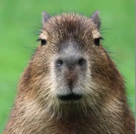 Capybara mascot